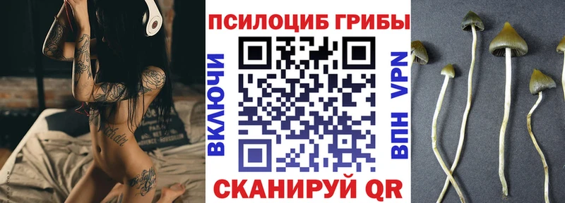 купить наркоту  Первомайск  Галлюциногенные грибы Psilocybine cubensis 
